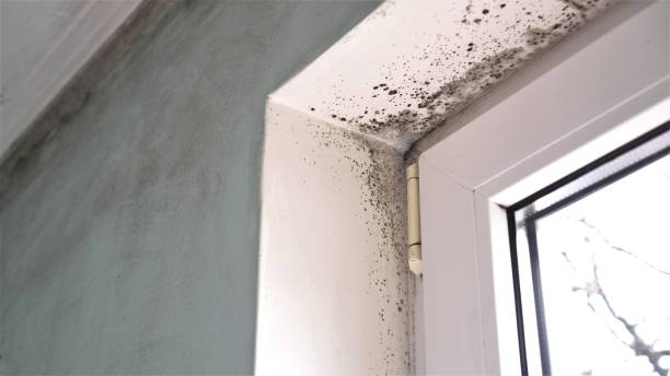 Best Attic Mold Removal  in Sevierville, TN