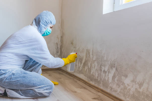 Mold Removal Process in Sevierville, TN