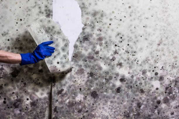 Best Toxic Mold Removal  in Sevierville, TN