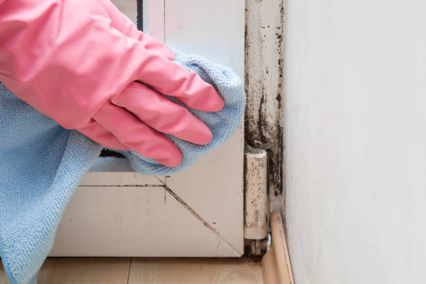 Best Black Mold Removal  in Sevierville, TN