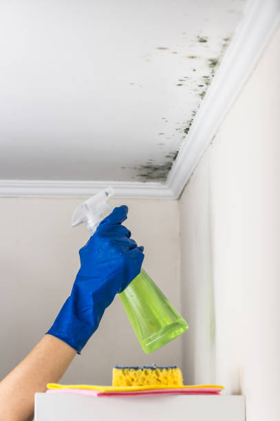 Best Commercial Mold Removal  in Sevierville, TN